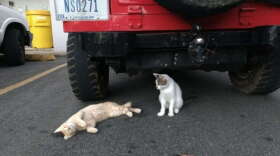 Arecibo Observatory cats Mars and Venus after a trip to the vet.