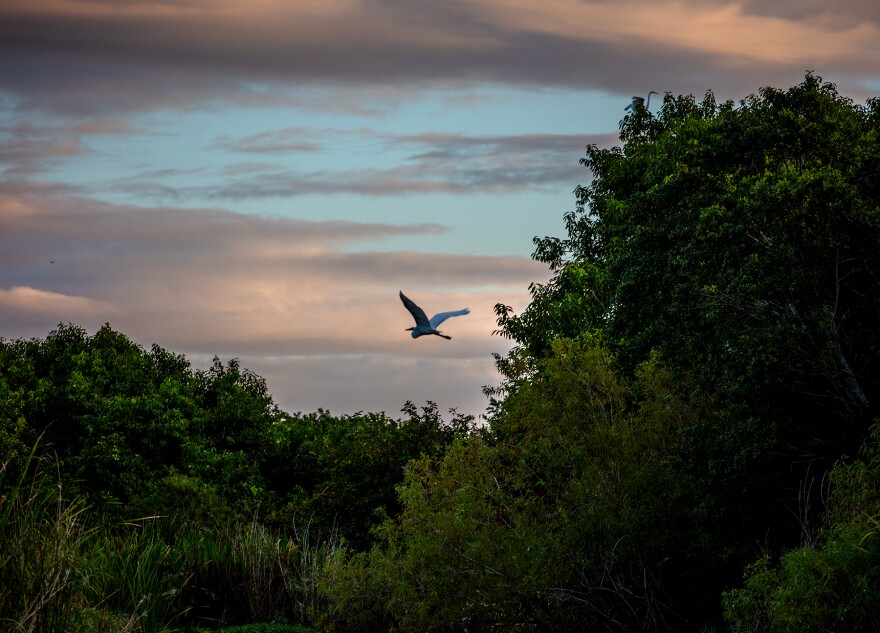 Dawn at Lake Okeechobee, the headwaters of Florida's Everglades.