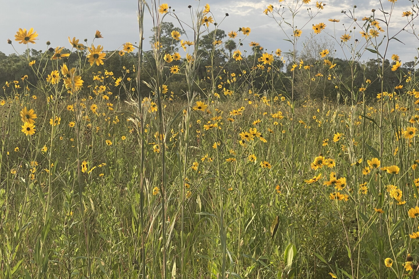The Pepper Ranch Preserve in Pepper Ranch Preserve in Immokalee annually experiences a native sunflower bloom. Reservations for viewing the 2026 annual bloom event of native Southeastern sunflowers is available at  https://tinyurl.com/PepperRanchSunflowers.