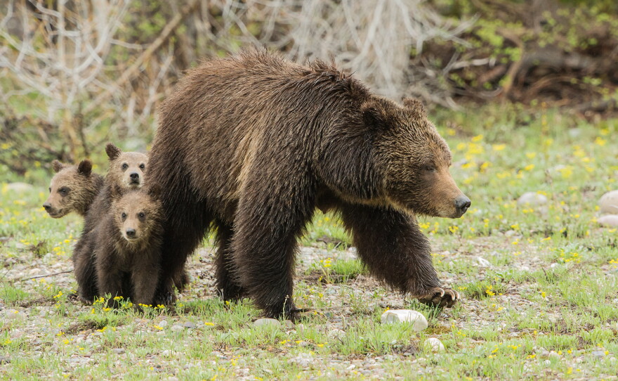 A Mother’s Tender Love: The Unbreakable Bond Between a Bear and Her Cub ...