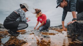 Native Hawaiian researchers measure total habitat where ʻopihi can be found to better understand their carrying capacity along the Kalaemanō Shoreline in Kona on Hawaiʻi Island. Non-profit organization Nā Maka Onaona created the methodology and the project was funded by PI-CASC.