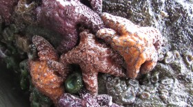 Ochre sea stars and sea anemones cling to rocks at low tide on Oregon’s south coast.