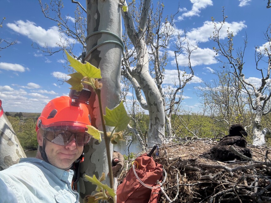 Man wearing an orange hard hat up in a tree next to a bald eagle nest. One brown eaglet sits inside the nest to the right of the person and the tree trunk