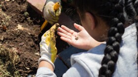 A student at Tulsa Public Schools' Eugene Field Elementary hunts for worms at a gardening after-school program. Programs like this may be short-lived because the federal pandemic-era dollars that funded them end in September.
