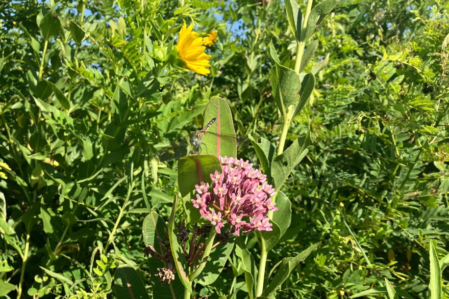A dragonfly sits on a variety of milkweed, called common milkweed, blooming in a right-of-way alongside I-35 north of Ames, Iowa. One study estimated a 58% decline in milkweed across the Midwest between 1999 to 2010. The downward trend with the monarch butterfly’s key host plant coincided with the widespread adoption of herbicide-resistant, genetically-modified corn and soybeans.