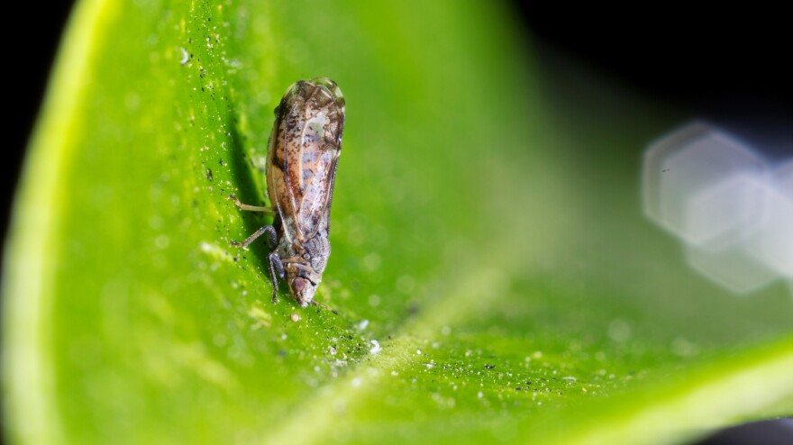 The invasive Asian citrus psyllid can carry citrus greening disease, which kills trees within a few years of infection.