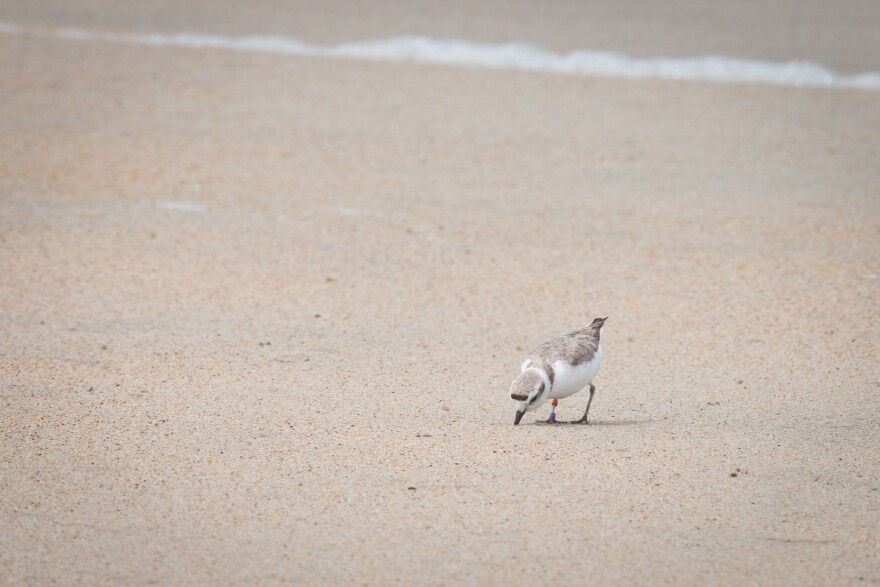 a snowy plover pecks at the sand