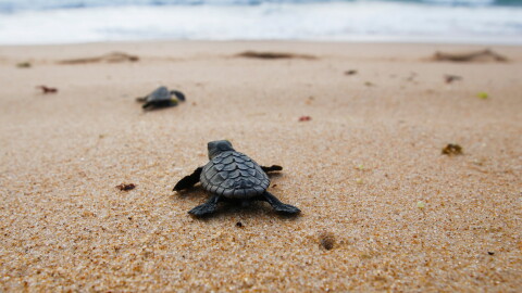 Baby loggerhead turtles crawling to the sea.