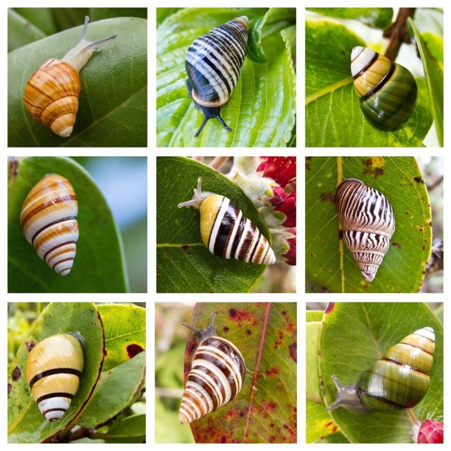 Hawaii's Snail Extinction Prevention Program works to save rare and endangered snail species, like those seen here. These species, endemic to the Hawaiian Islands, occur nowhere else in the world.