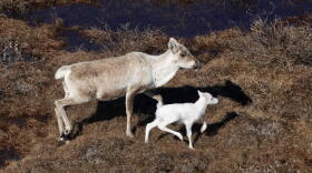An albino caribou calf photographed with its mother on Alaska's North Slope in late June, 2026.