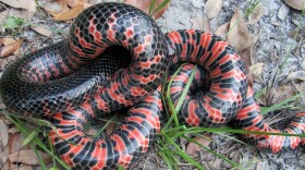  Eastern mud snake, Pasco County, FL