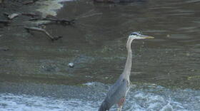 The project will improve water quality and animal habitats along the river.