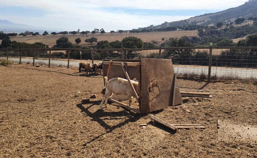 The ram enjoying a tussle with a small shelter