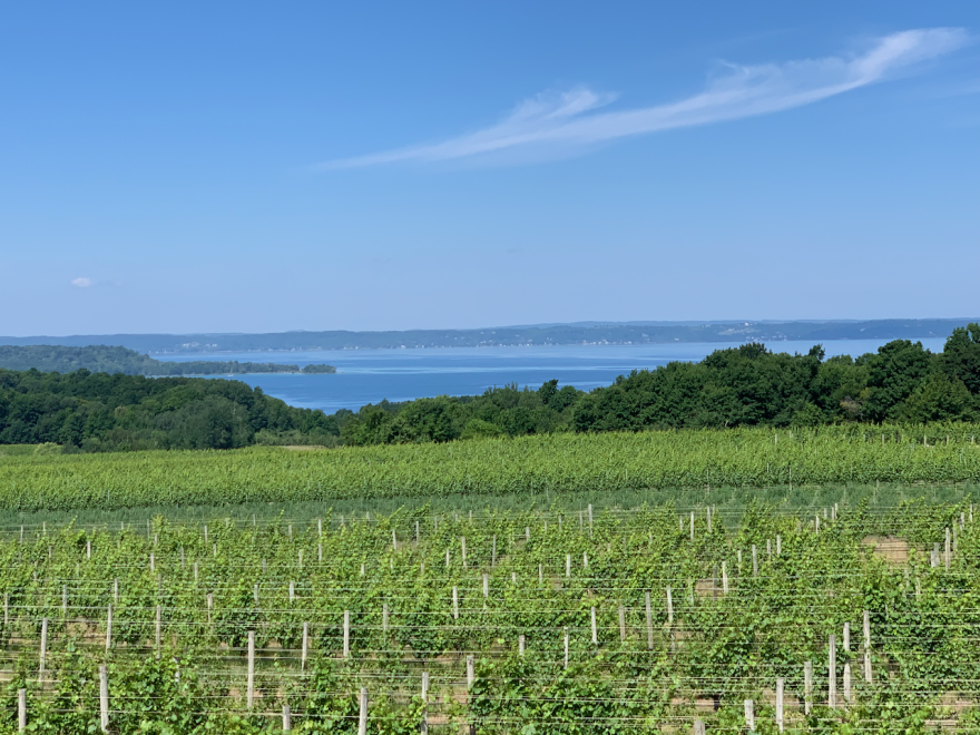 Vineyards along the Old Mission Peninsula, seen in 2022. (File photo: Ed Ronco / IPR News)