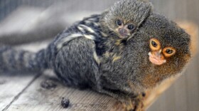A new born marmoset monkey is carried by his father.