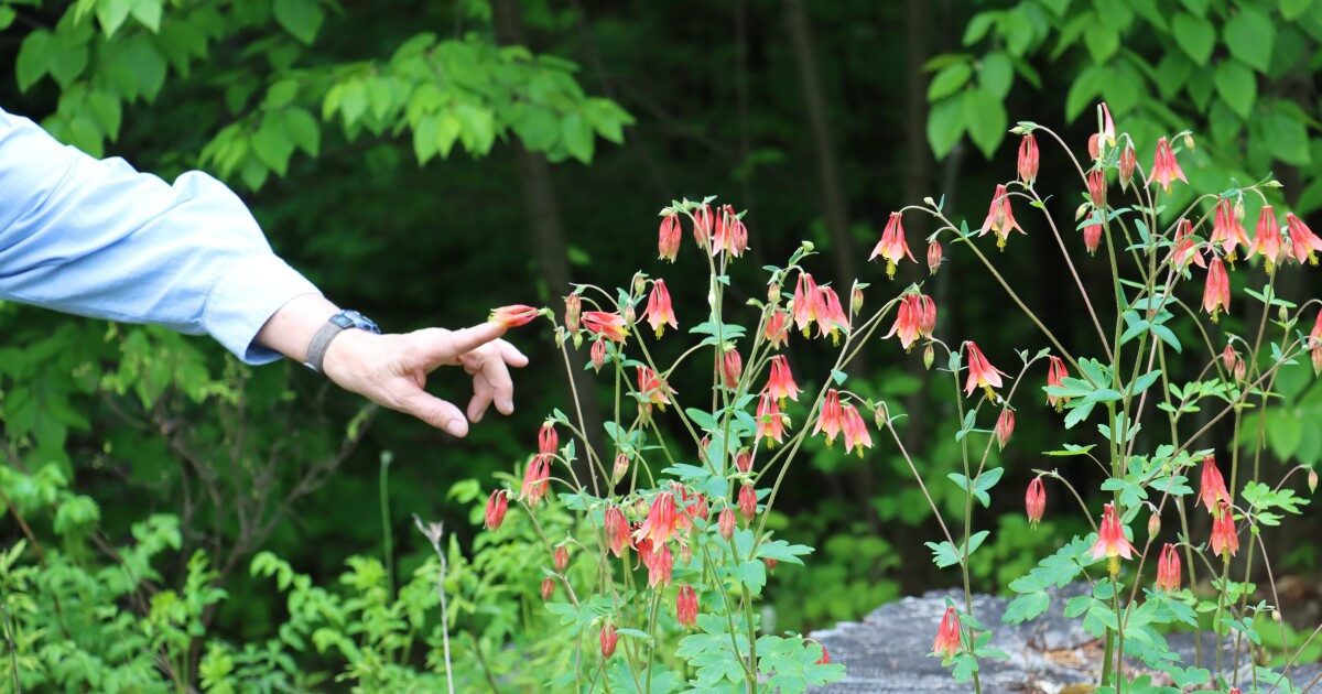 How to start a pollinator garden for beginners