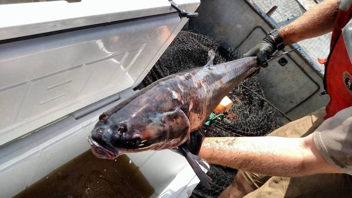 How to earn money by catching invasive black carp in Illinois - Vimarsana News