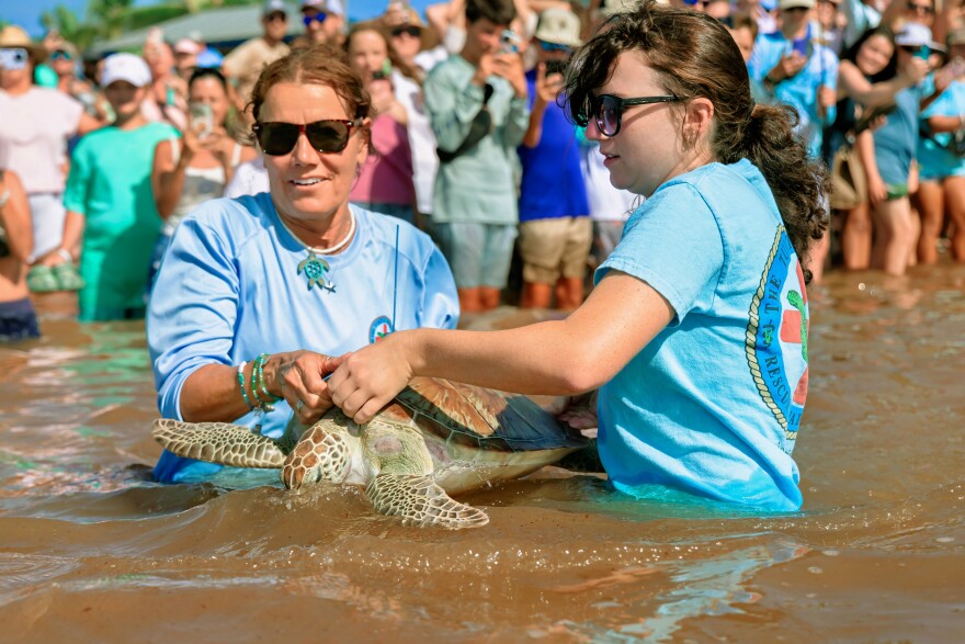 Bette Zirkelbach, left, general manager of The Turtle Hospital, and Jory Geib, a rehabilitation specialist at The Turtle Hospital, release Girl Power, a rehabilitated juvenile green sea turtle, Friday, July 10, 2026, at Sombrero Beach in Marathon, Florida Keys. Girl Power was fitted with a satellite transmitter before entering the Atlantic Ocean as The Turtle Hospital's official competitor in Sea Turtle Conservancy's Tour de Turtles program.