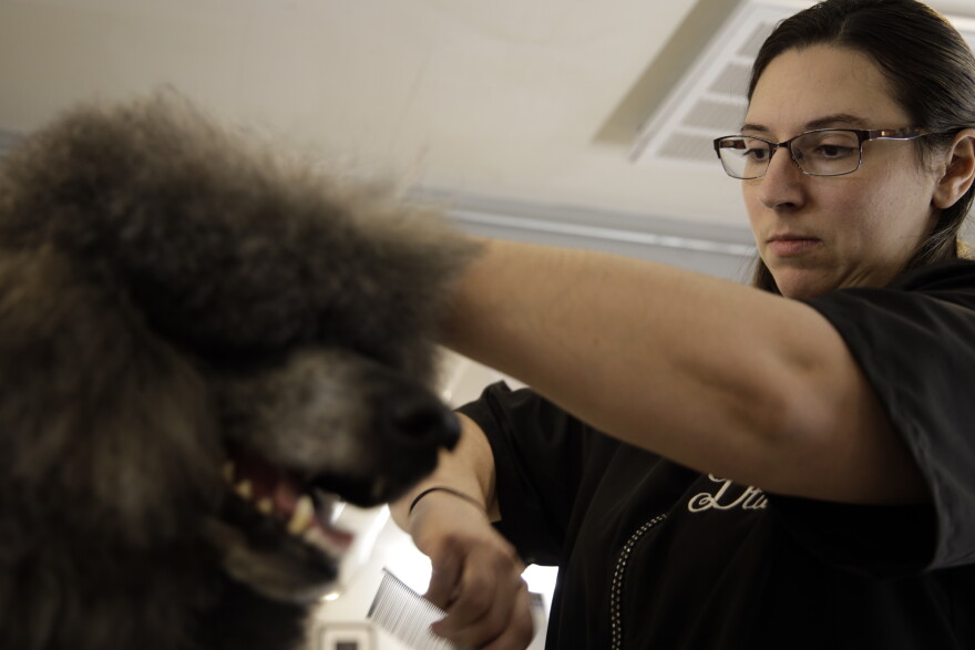 Dtails Grooming Director Samantha Rancourt combing 5-year-old Maximus Prime