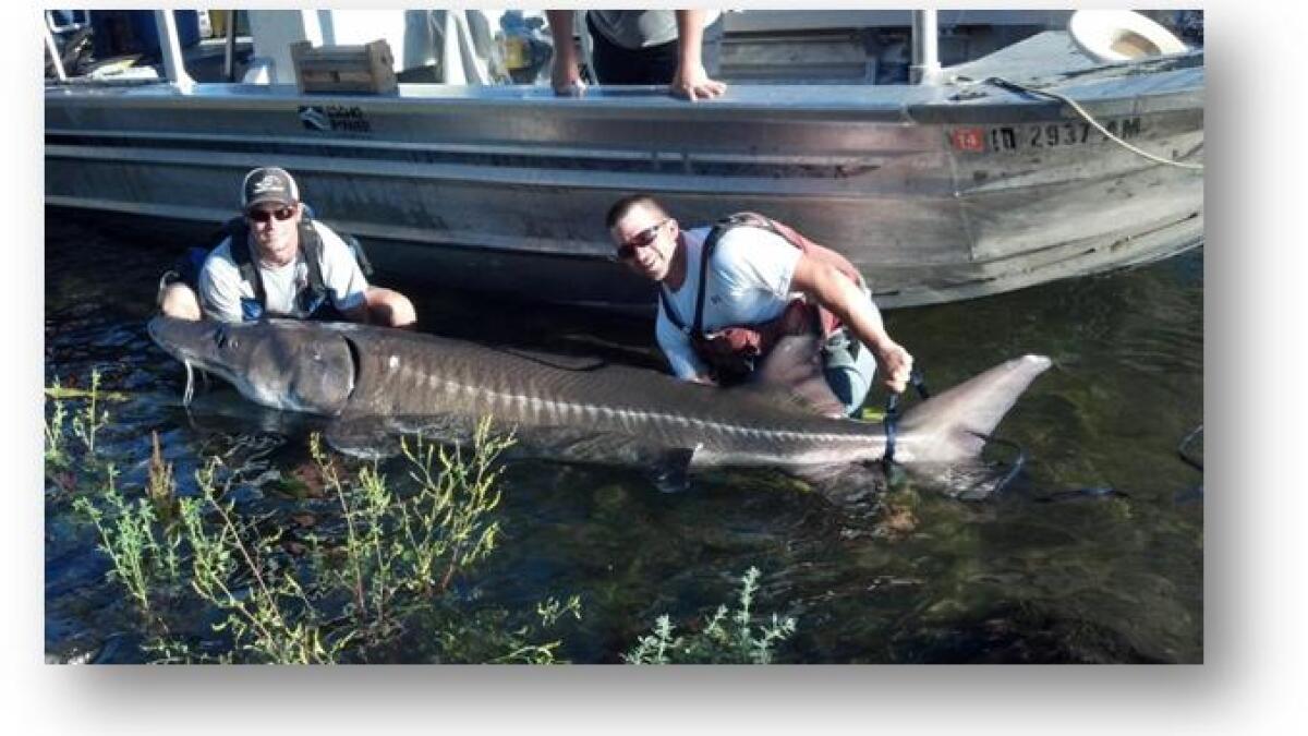 Holy Mackerel (Er, Sturgeon)! Giant Idaho Fish Weighs In At 470 Pounds |  Boise State Public Radio