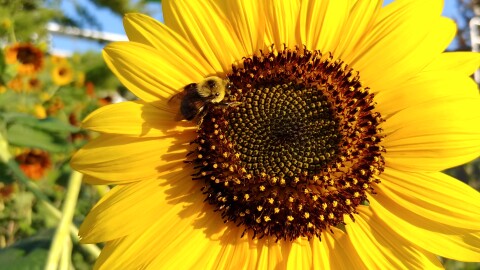 A bumblebee works a flower at Sawyer Point, August 2020.