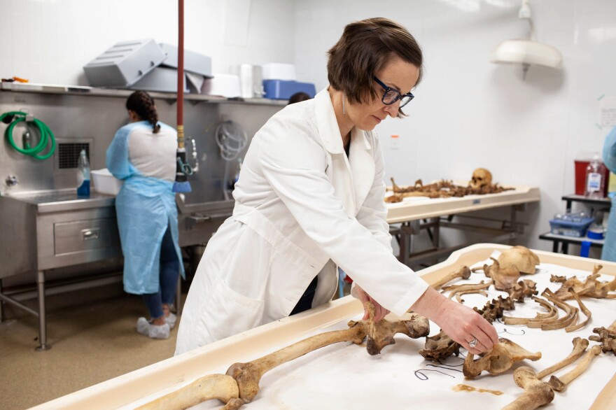 Spradley adjusts the layout of a donor's skeletal remains. The lab receives donor remains as part of a willed body program, in addition to remains for the OPID project.