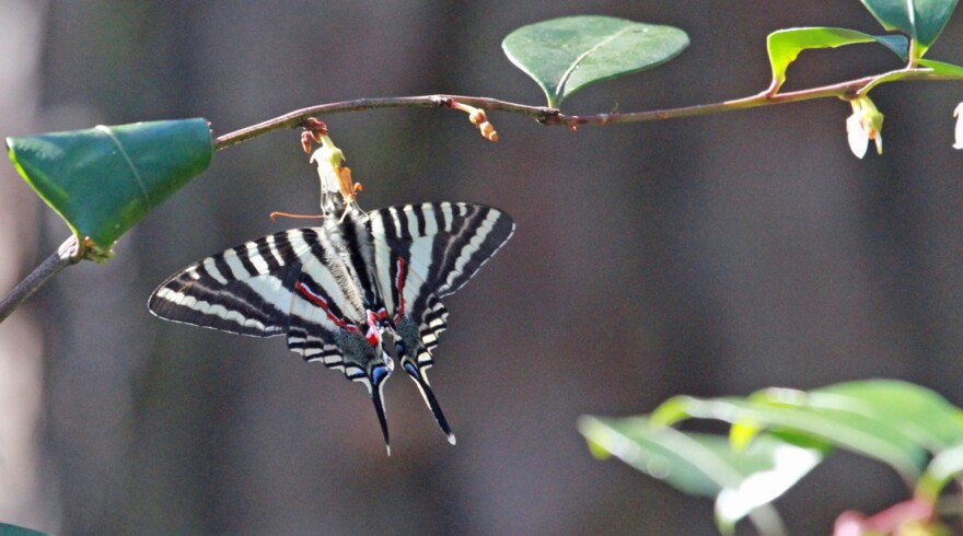 Zebra Swallowtail Butterfly
