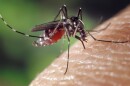 The best way to repel mosquitoes might be by getting rid of certain smells, not by adding new ones.