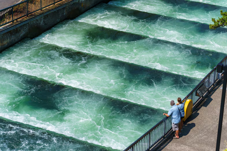 The salmon viewing area at the Bonneville Lock and Dam, August 2021.