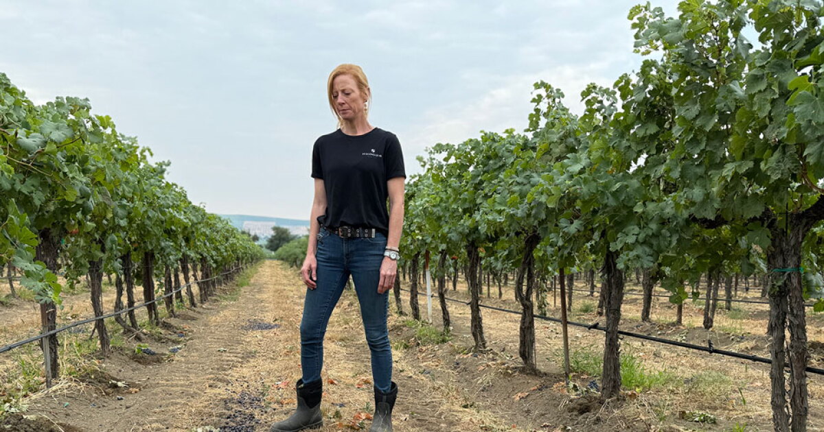 Grape glut: Too much wine across the world leaves tons of US grapes ...