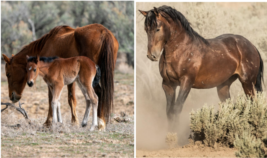 horse comparison.png