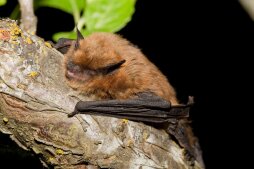 E1TR4F California Myotis, Myotis californicus, Lillooet, BC, Canada