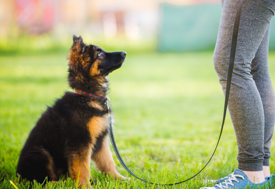 This stock image depicts a puppy in a training class.