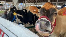 Two cows are penned up in a barn at a fair. One cow licks its nose.
