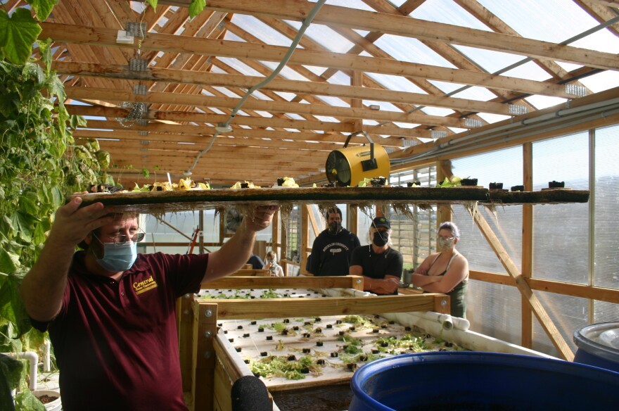 CSU's Marc Amante shows the root system of the hydroponic lettuce growing in the greenhouse. The roots get all the nutrients they need from the fish waste in the water. 