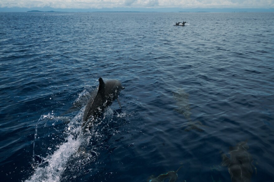 Dolphins swim off the coast of Rabaul.