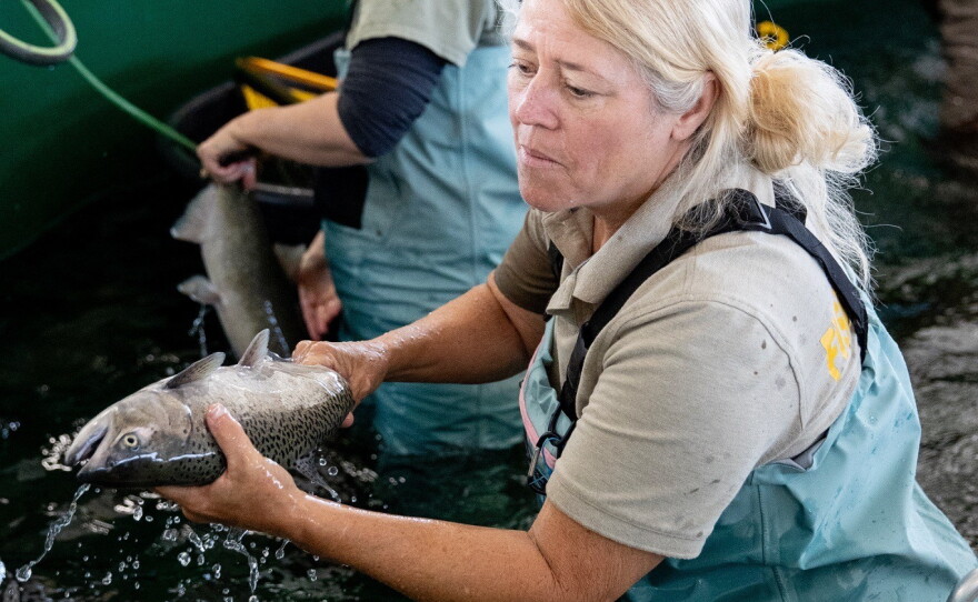 Seasonal aide Elaine Walstrom, 60, of Fresno, works to identify broodstock salmon that will be utilized in the spawning process at the Salmon Conservation and Research Facility in Friant, Calif., on Sept. 23, 2026.