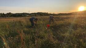 A Siletz tribal member organized a group of people to dig for camas bulbs in a field in Eugene Oregon. The Siltz are currently not allowed to gather, fish, or hunt on their ancestral lands up north due to a consent decree signed over four decades ago. (Brian Bull/KLCC)