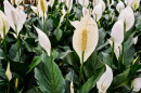 Peace lily (Spathiphyllum)