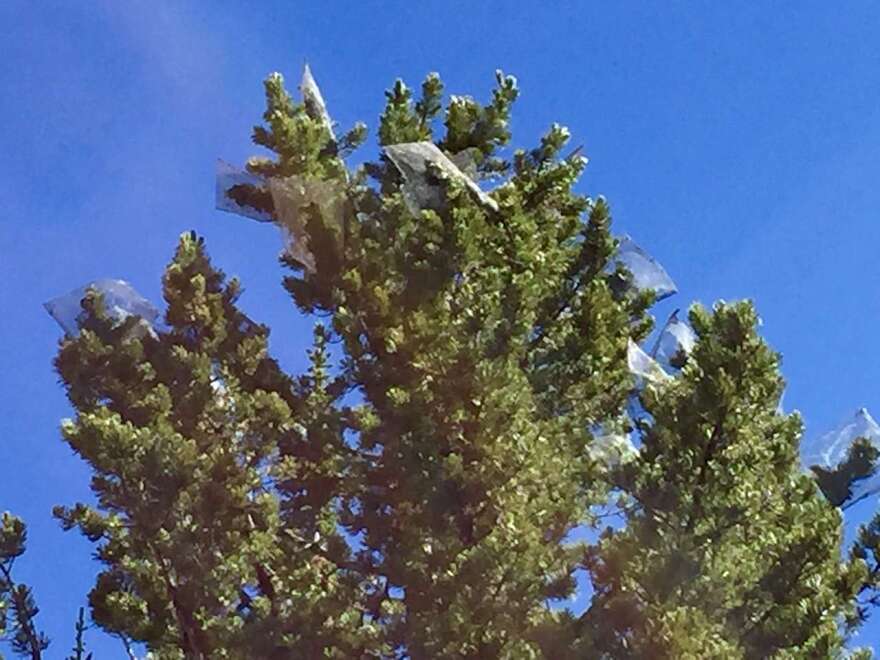 Crews netted whitebark pine cones at Whitefish Mountain Resort for future research.