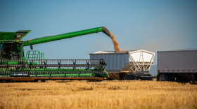 Harvest Ridge Organics harvests wheat on a field in Idaho. The 2018 farm bill extension ran out as low grain prices, high costs and natural disasters pressure farmers.