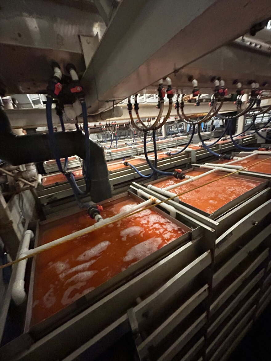 Hatchery salmon eggs.