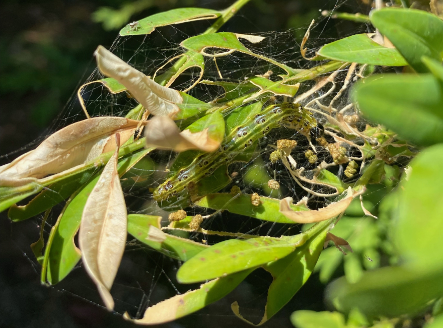 Bo Tree Moth What to know about the Box Tree Moth and preventing invasive insects ...