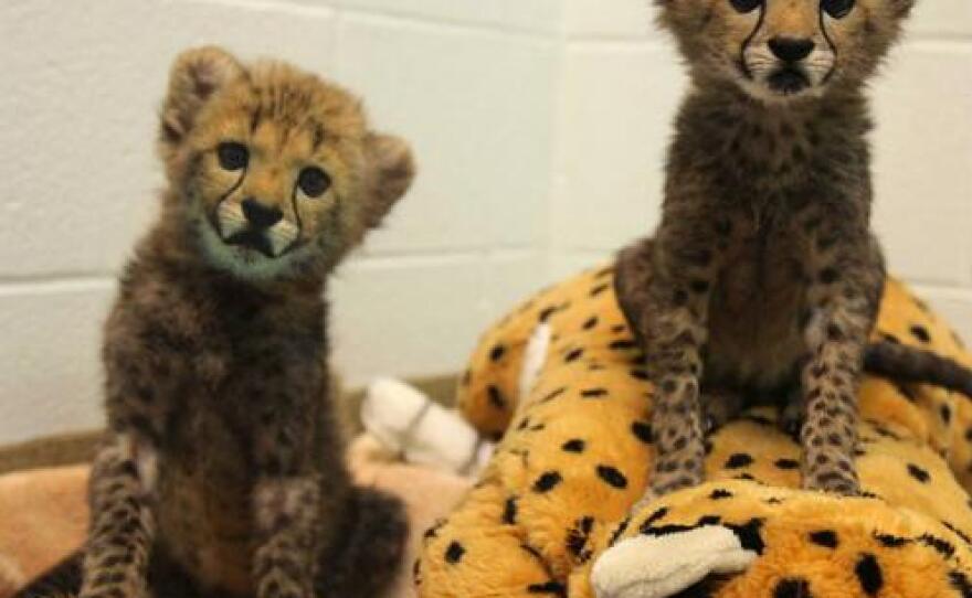 Watch These Adorable Videos Of Baby Animals At Dallas And Fort Worth Zoos | KERA News Watch These Adorable Videos Of Baby Animals At Dallas And Fort Worth Zoos | KERA News