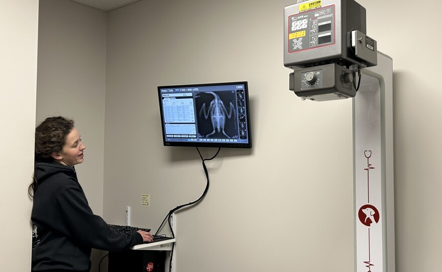 Clinic Coordinator Abby Schofield shows us the Xray of a young loon who ingested lead shot.