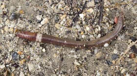 Jumping worms live in the top 3-4 inches of the soil where they eat up the nutrients and change the structure of the soil, making it harder for the soil to hold water and for plants to take root.