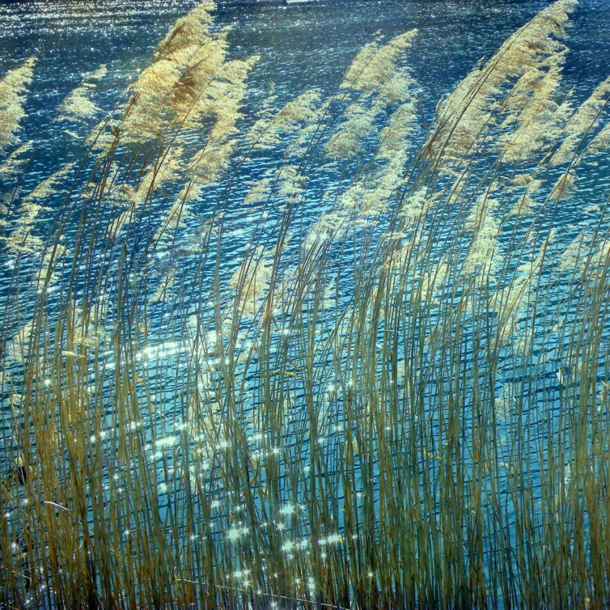 One scientist argues we should rethink our approach to the invasive plant phragmites australis.