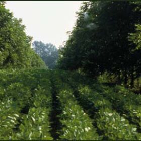 Agroforestry is intensive land-use management combining trees and/or shrubs with crops and/or livestock.