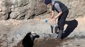 Assistant Curator of Marine Mammals Brittany Blades at the Oregon Coast Aquarium sea otter facility, which is asking donors' help to expand.