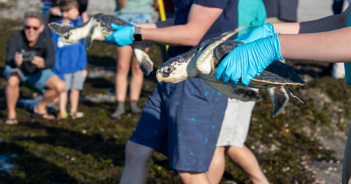 Dragon's Breath, Electric Daisy, other sea turtles released on Cape Cod ...